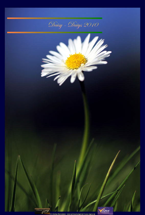 ViGeno Gänseblümchen Kalender 2010