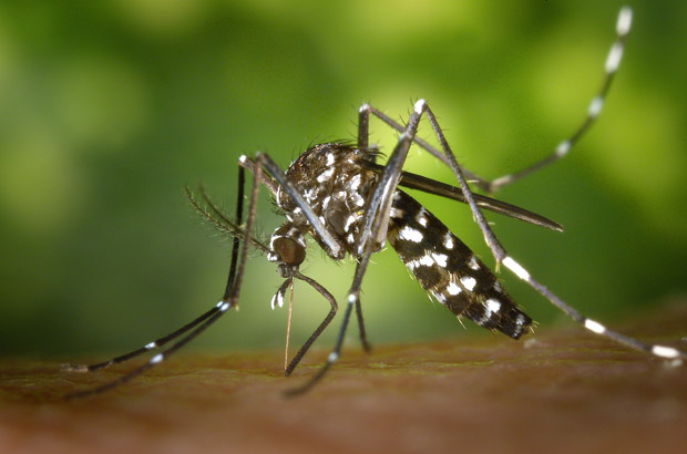 Tipps für den Mückenschutz in Afrika